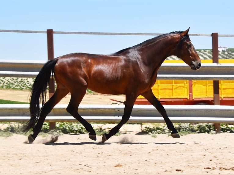 Andalusian Gelding 8 years in Klettgau