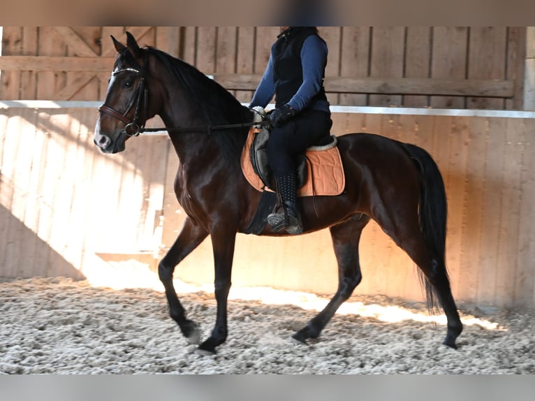 Andalusian Gelding 8 years in Klettgau