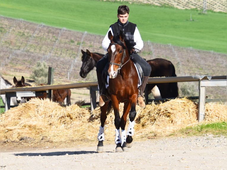 Andalusian Gelding 8 years in Klettgau