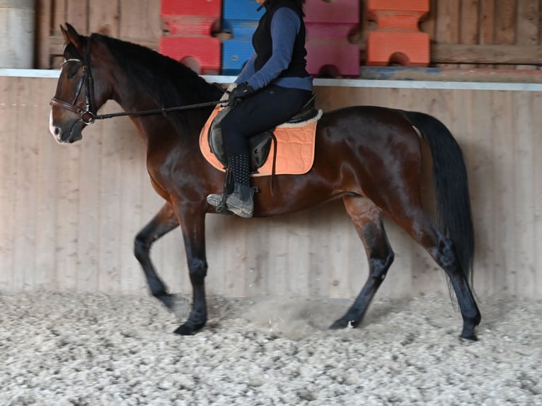 Andalusian Gelding 8 years in Klettgau