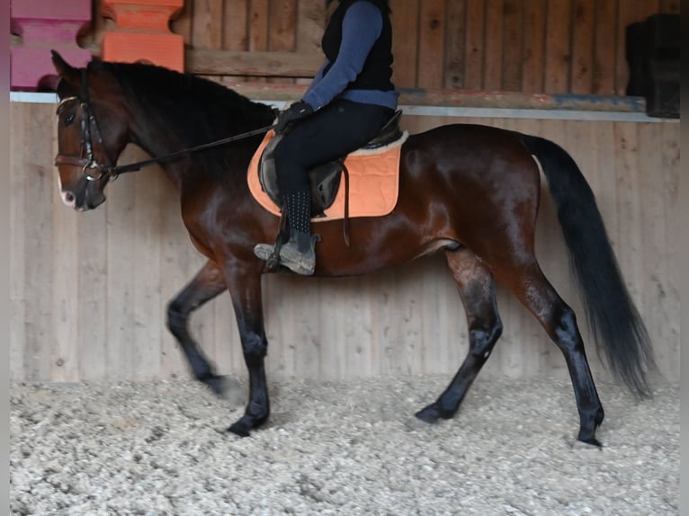 Andalusian Gelding 8 years in Klettgau