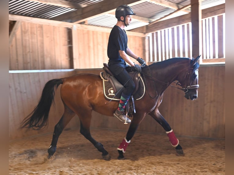 Andalusian Gelding 8 years in Klettgau