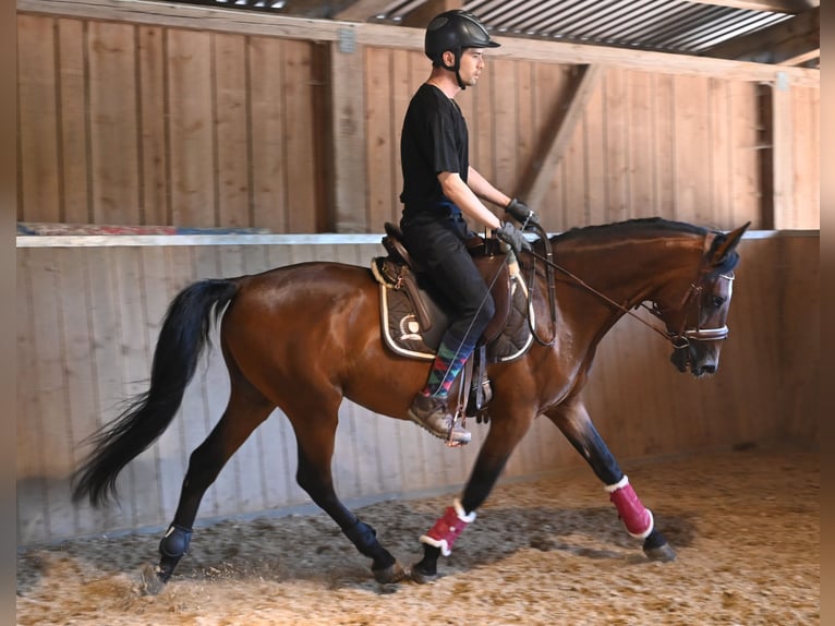 Andalusian Gelding 8 years in Klettgau