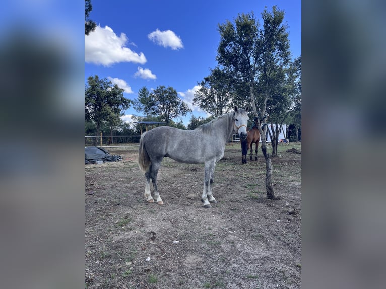 Andalusian Mix Gelding 9 years 14.2 hh Grey in Lastras Del Pozo
