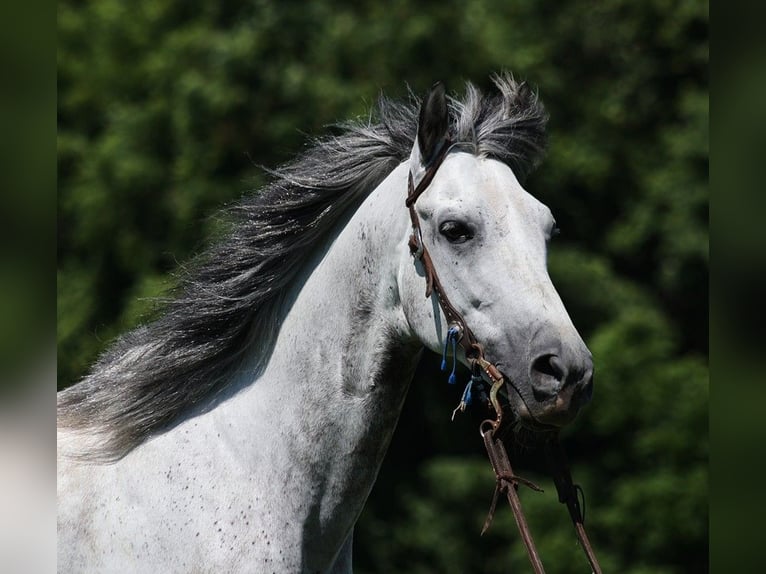 Andalusian Gelding 9 years 14,3 hh Gray-Dapple in Somerset KY