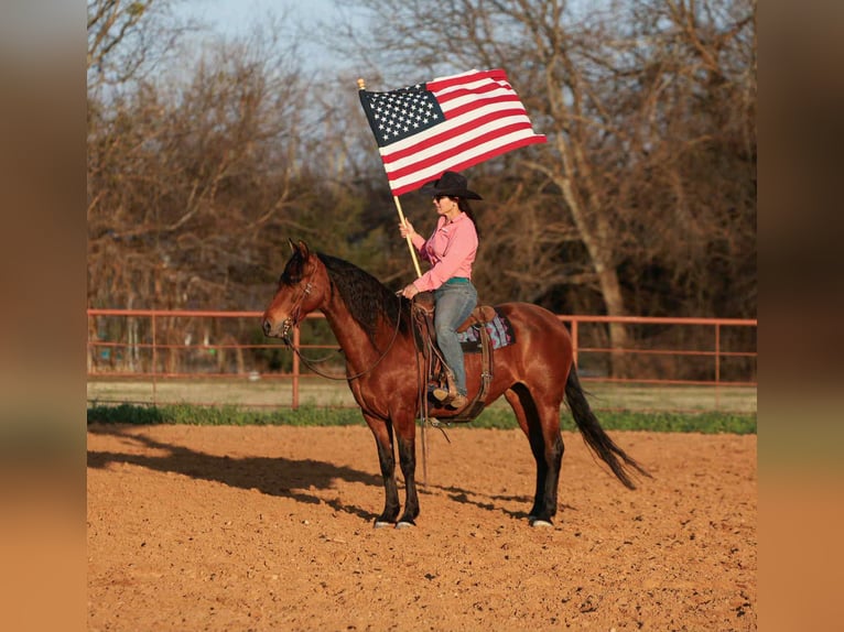 Andalusian Gelding 9 years 14,2 hh Bay in Stephenville TX