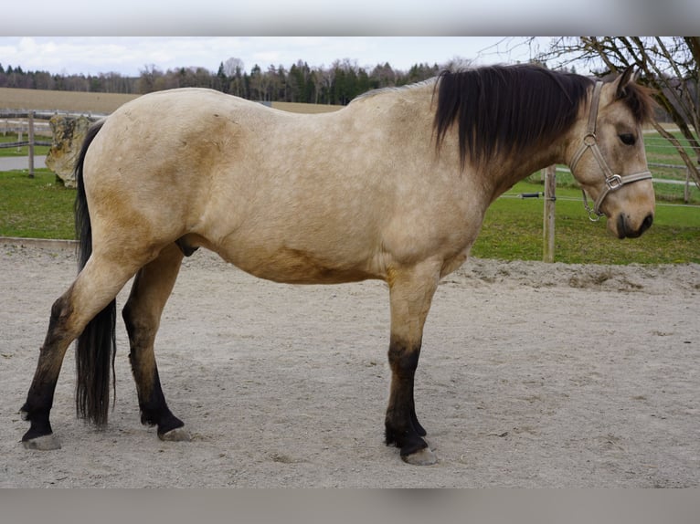 Andalusian Gelding 9 years 15.1 hh Dun in Ebersbach-Musbach