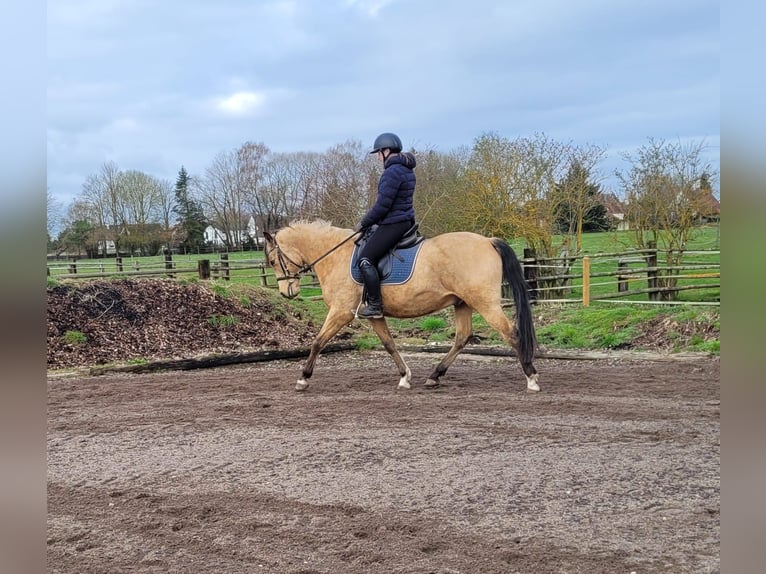 Andalusian Mix Gelding 9 years 15.1 hh Dun in Karlshuld