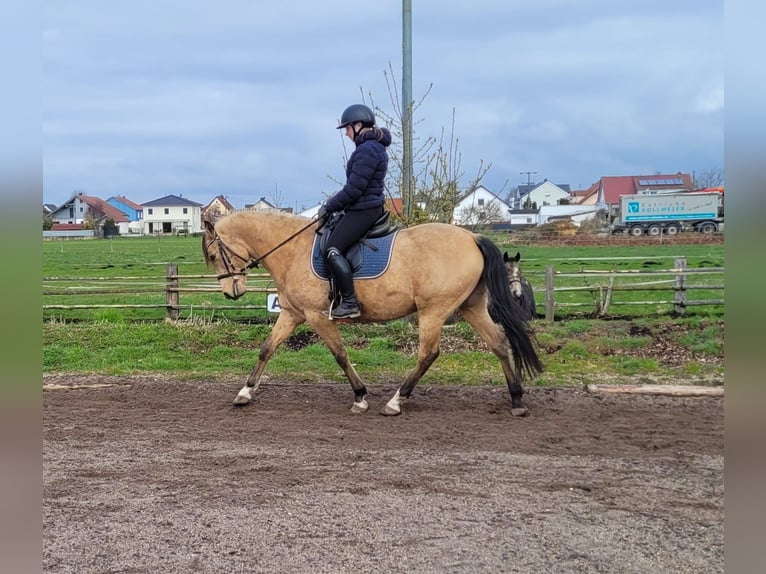 Andalusian Mix Gelding 9 years 15.1 hh Dun in Karlshuld