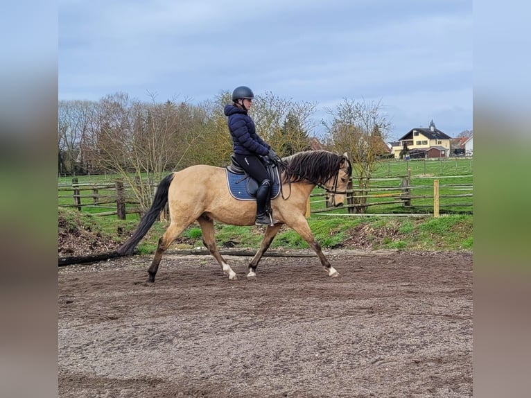 Andalusian Mix Gelding 9 years 15.1 hh Dun in Karlshuld