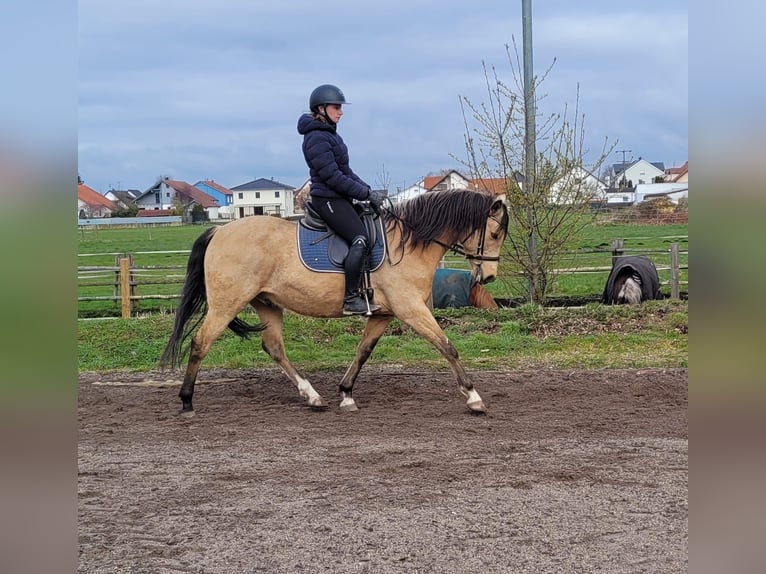 Andalusian Mix Gelding 9 years 15.1 hh Dun in Karlshuld
