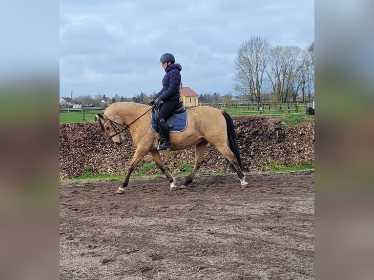 Andalusian Mix Gelding 9 years 15.1 hh Dun in Karlshuld