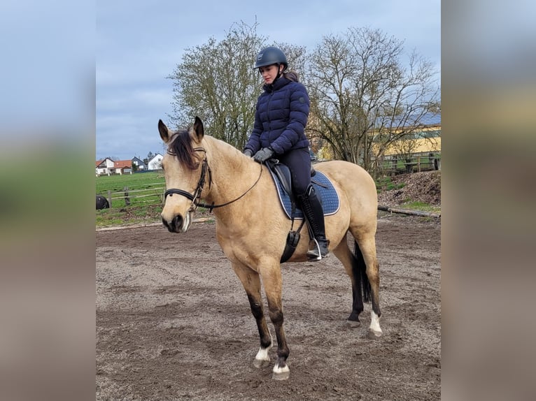 Andalusian Mix Gelding 9 years 15.1 hh Dun in Karlshuld