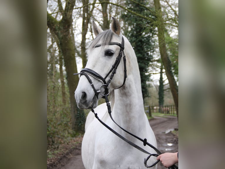 Andalusian Gelding 9 years 15,1 hh Gray-Dapple in Nettetal
