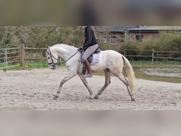 Andalusian Gelding 9 years 15,1 hh Gray-Dapple in Nettetal