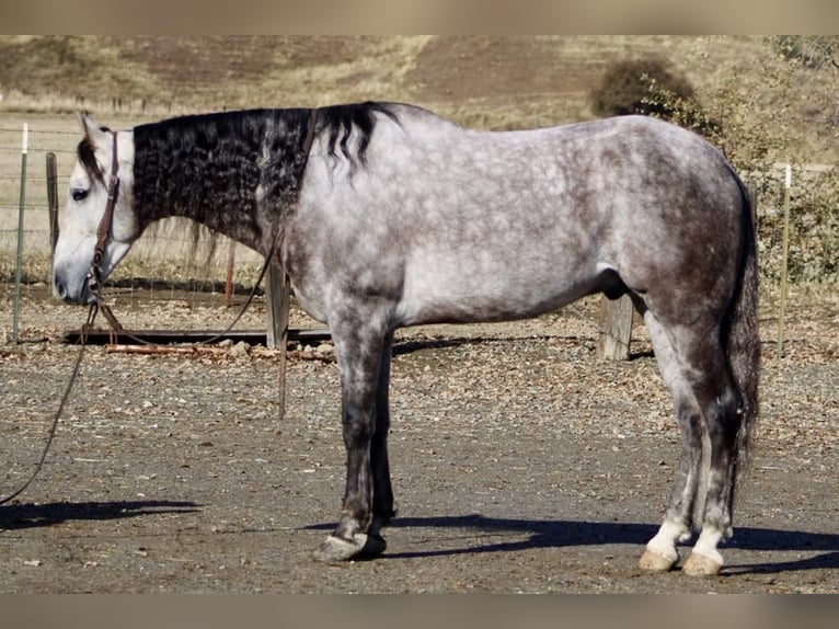 Andalusian Gelding 9 years 15.1 hh Grey-Dapple in Paicines, CA