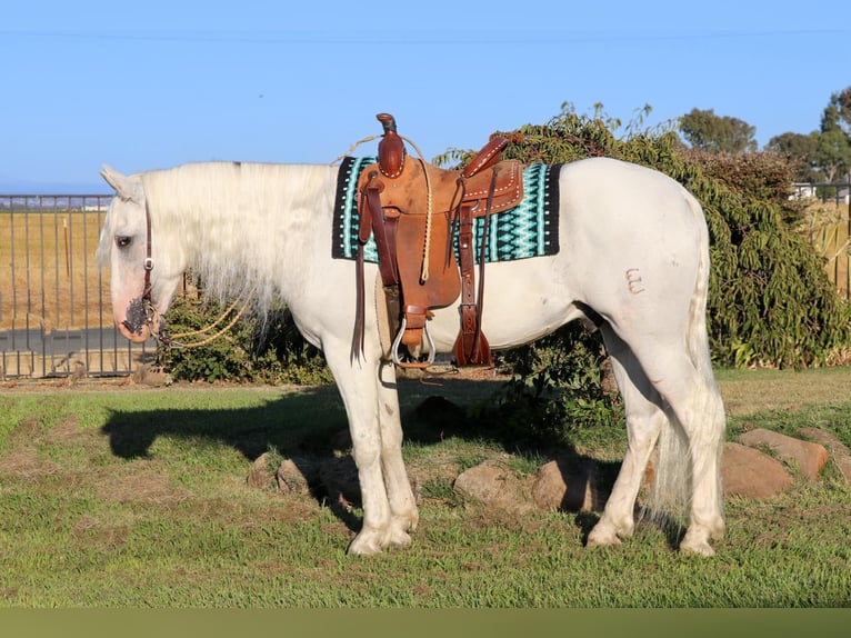 Andalusian Gelding 9 years 15.1 hh Grey in Pleasant  Grove CA