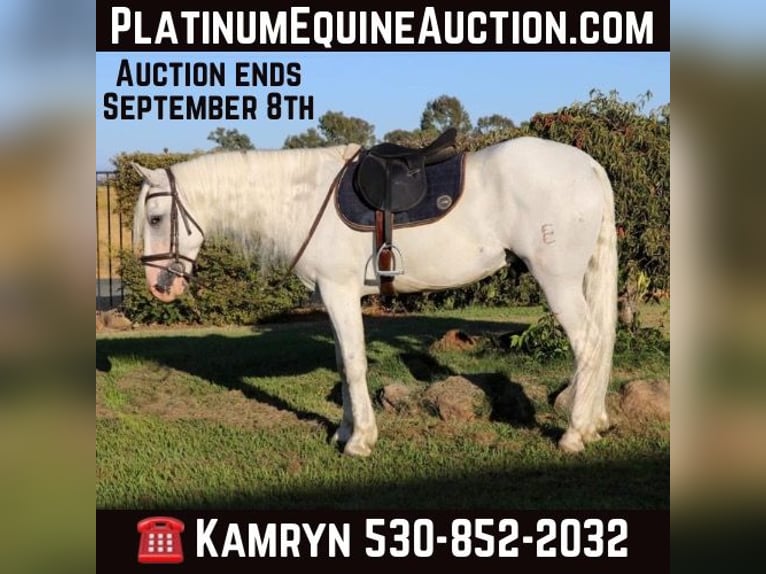 Andalusian Gelding 9 years 15.1 hh Grey in Pleasant  Grove CA