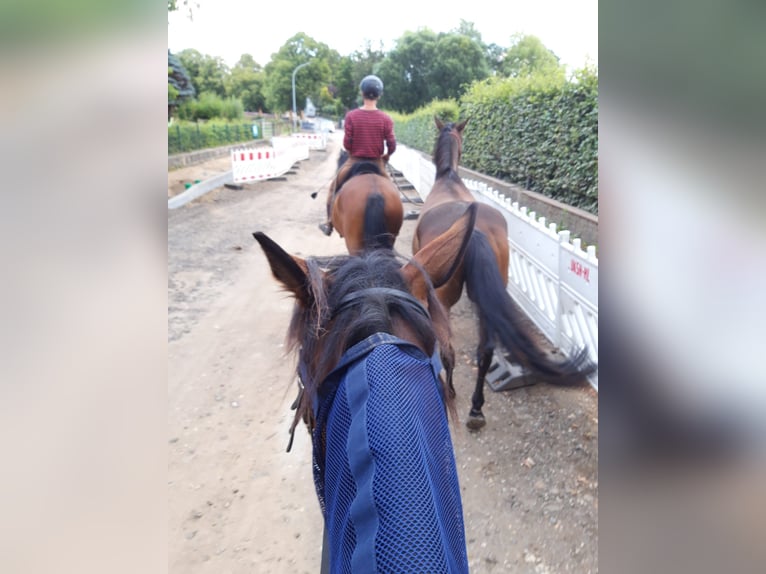 Andalusian Gelding 9 years 15,2 hh Brown in Langwedel