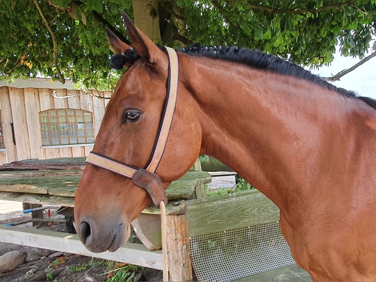 Andalusian Gelding 9 years 15,2 hh Brown in Langwedel