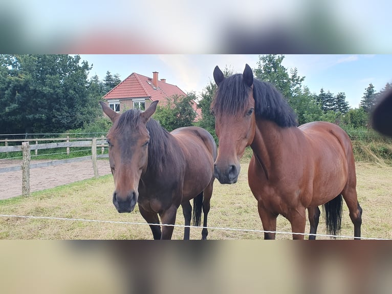 Andalusian Gelding 9 years 15,2 hh Brown in Langwedel