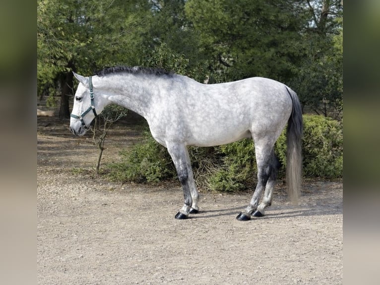 Andalusian Gelding 9 years 15.2 hh Grey in Talarrubias