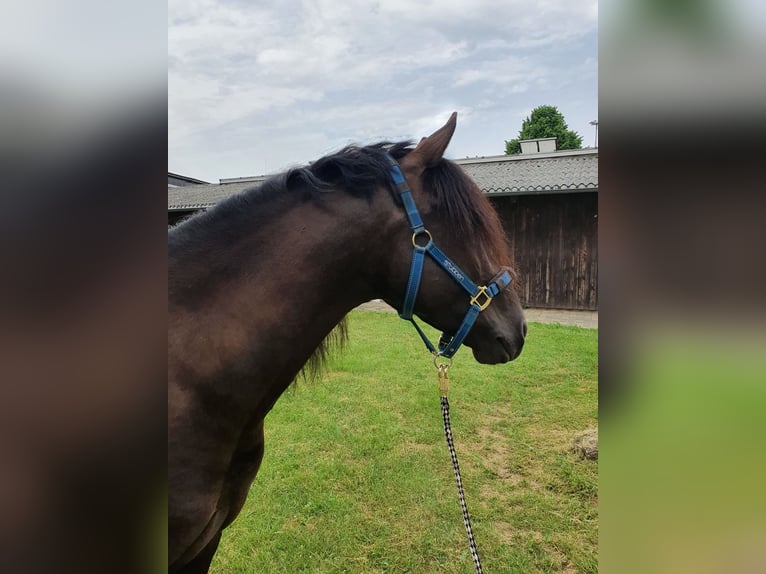 Andalusian Mix Gelding 9 years 15.3 hh Bay-Dark in Wittlich