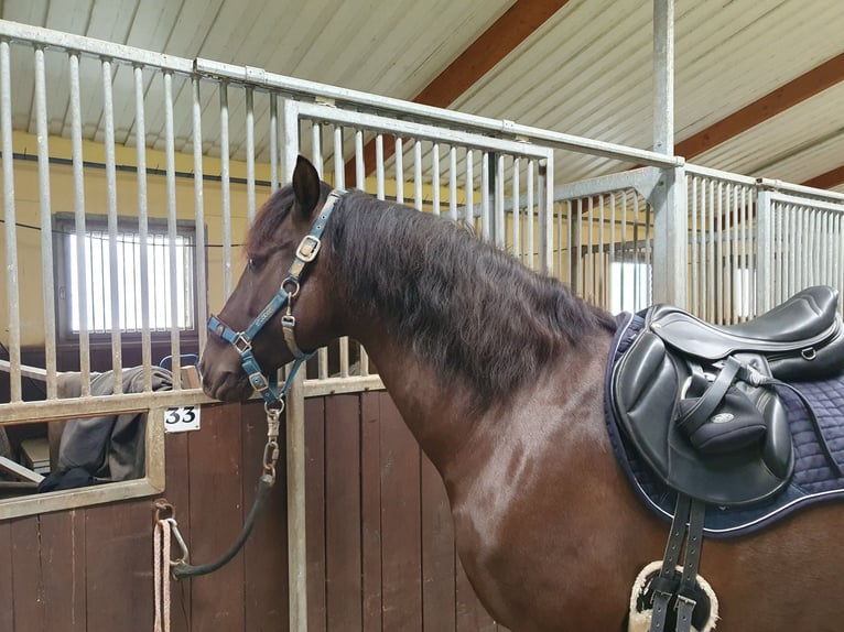 Andalusian Mix Gelding 9 years 15.3 hh Bay-Dark in Wittlich