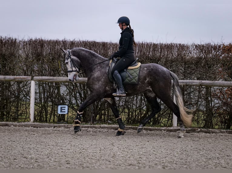 Andalusian Gelding 9 years 15,3 hh Gray-Dark-Tan in Neustadt (Wied)