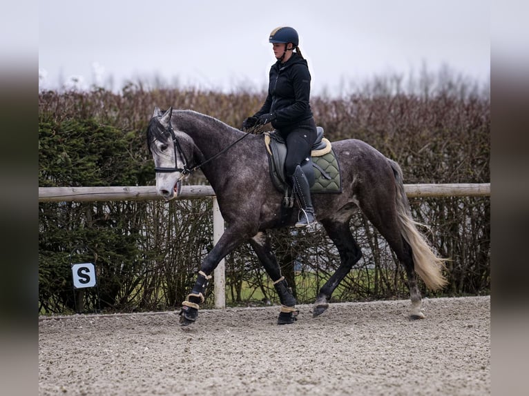 Andalusian Gelding 9 years 15,3 hh Gray-Dark-Tan in Neustadt (Wied)