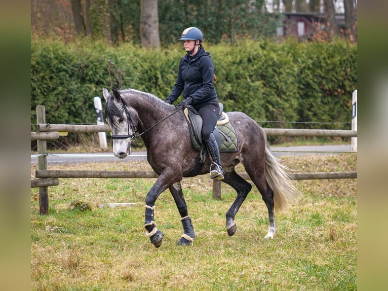 Andalusian Gelding 9 years 15,3 hh Gray-Dark-Tan in Neustadt (Wied)