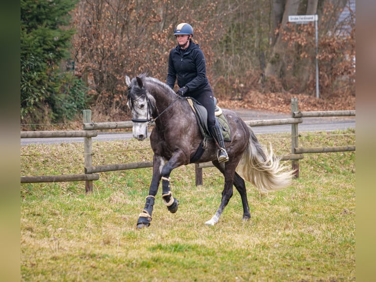 Andalusian Gelding 9 years 15,3 hh Gray-Dark-Tan in Neustadt (Wied)