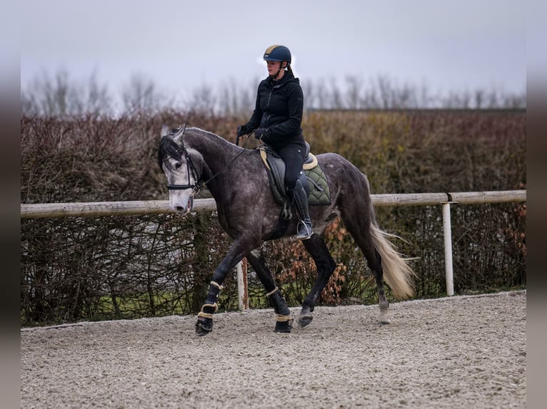 Andalusian Gelding 9 years 15,3 hh Gray-Dark-Tan in Neustadt (Wied)