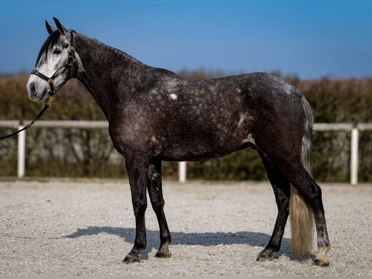 Andalusian Gelding 9 years 15,3 hh Gray-Dark-Tan in Neustadt (Wied)