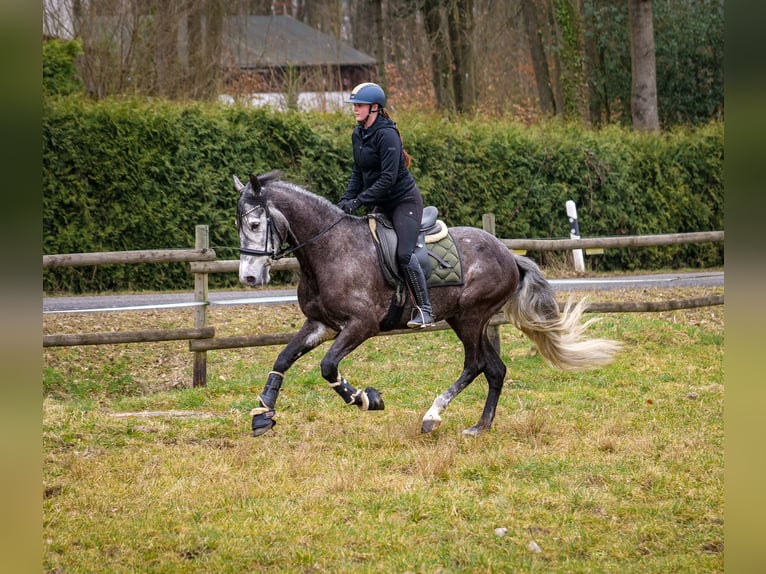 Andalusian Gelding 9 years 15,3 hh Gray-Dark-Tan in Neustadt (Wied)