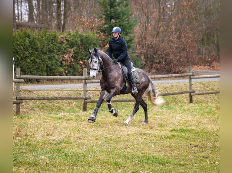 Andalusian Gelding 9 years 15,3 hh Gray-Dark-Tan in Neustadt (Wied)