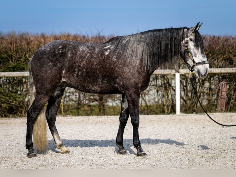 Andalusian Gelding 9 years 15,3 hh Gray-Dark-Tan in Neustadt (Wied)