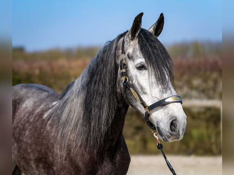 Andalusian Gelding 9 years 15,3 hh Gray-Dark-Tan in Neustadt (Wied)