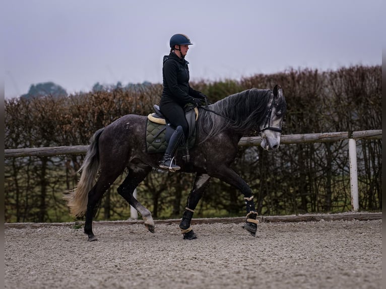 Andalusian Gelding 9 years 15,3 hh Gray-Dark-Tan in Neustadt (Wied)