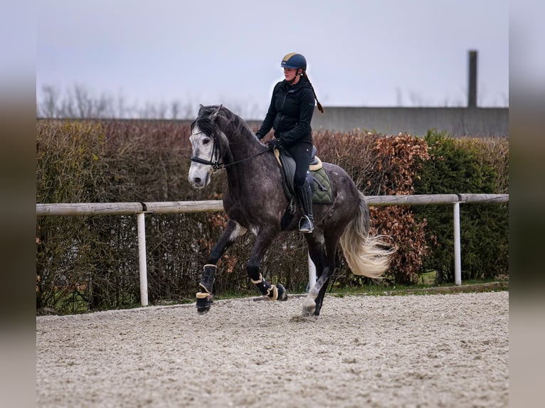 Andalusian Gelding 9 years 15,3 hh Gray-Dark-Tan in Neustadt (Wied)