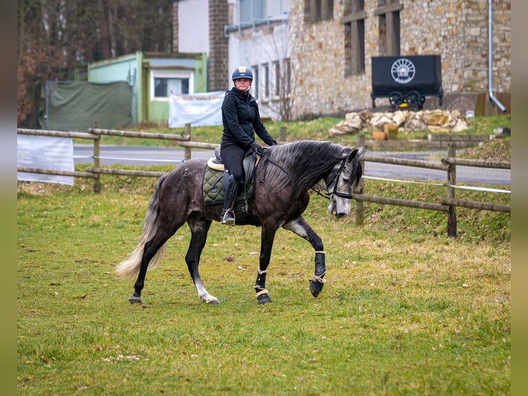 Andalusian Gelding 9 years 15,3 hh Gray-Dark-Tan in Neustadt (Wied)