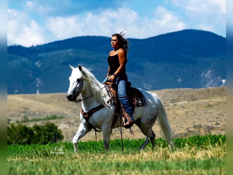 Andalusian Mix Gelding 9 years 15 hh Gray in Buffalo, WY
