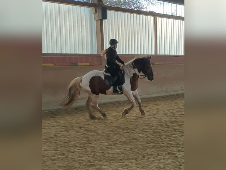 Andalusian Mix Gelding 9 years 15 hh Pinto in Gilserberg