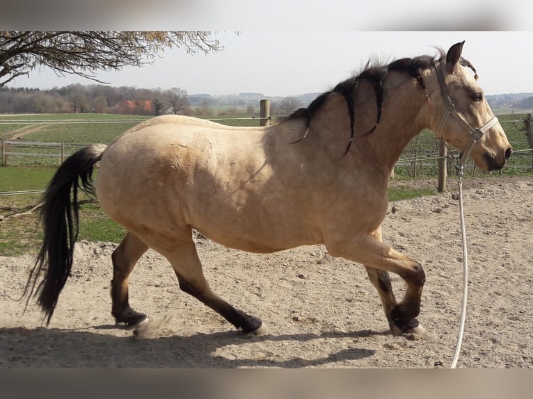 Andalusian Gelding 9 years 15,1 hh Dun in Ebersbach-Musbach