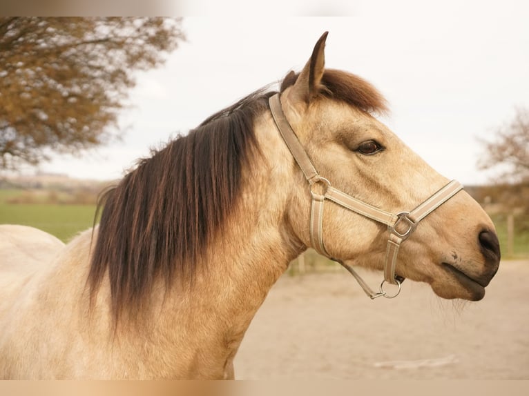 Andalusian Gelding 9 years 15,1 hh Dun in Ebersbach-Musbach