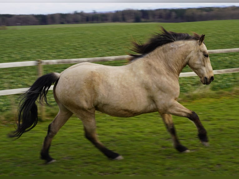 Andalusian Gelding 9 years 15,1 hh Dun in Ebersbach-Musbach
