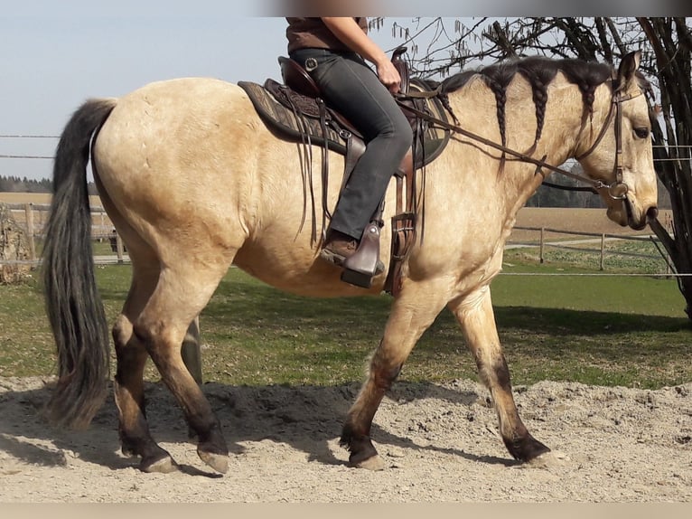 Andalusian Gelding 9 years 15,1 hh Dun in Ebersbach-Musbach
