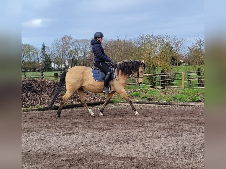 Andalusian Mix Gelding 9 years 15,1 hh Dun in Karlshuld
