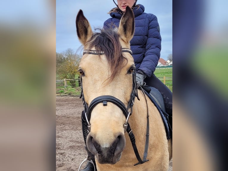 Andalusian Mix Gelding 9 years 15,1 hh Dun in Karlshuld