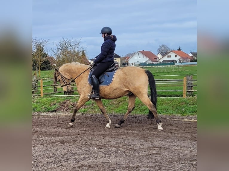 Andalusian Mix Gelding 9 years 15,1 hh Dun in Karlshuld